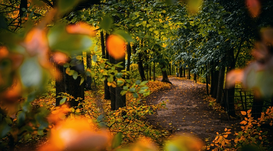 Tedenski horoskop od 2. do 8. 11. 2020 (foto: pexels)
