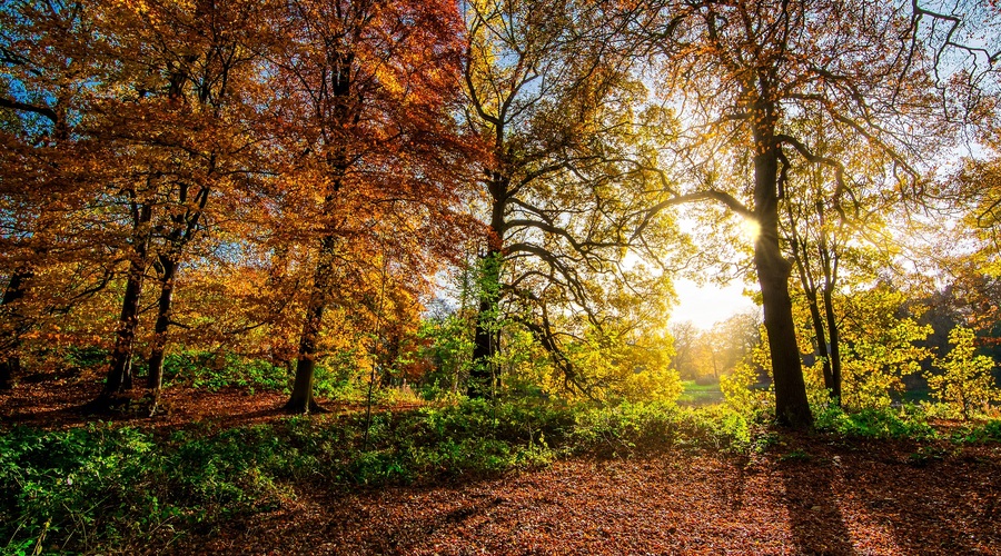 Tedenski horoskop od 9.  do 15. 11. 2020 (foto: pixabay)
