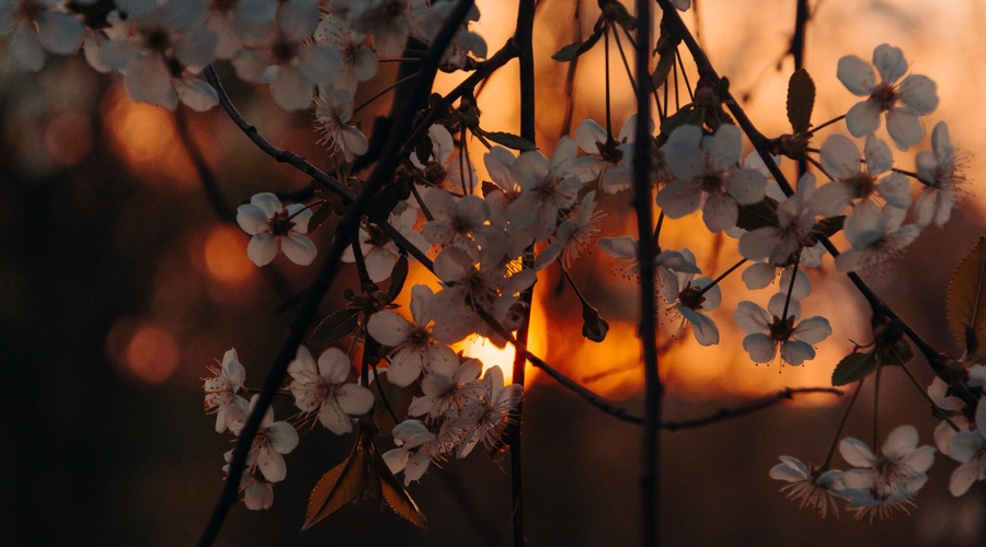 Kaj vam prinaša današnji mlaj (glede na vaš ascendent) (foto: pexels)
