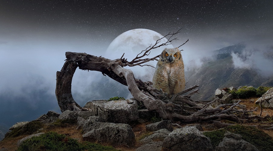 Napoved astrologinje: Bolj se bo bližal vikend, večji vpliv bo imela LUNA (foto: pixabay)
