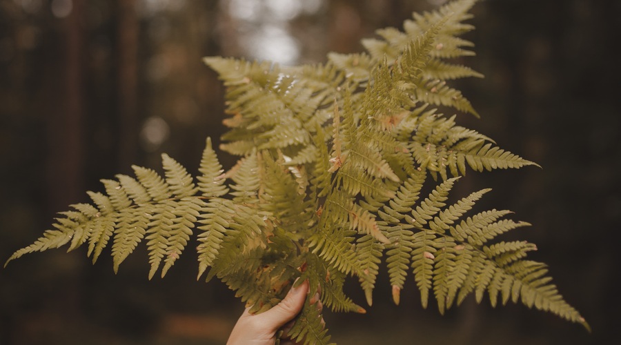 Kitajski horoskop od 1. do 6. 12. 2020 (foto: pexels)
