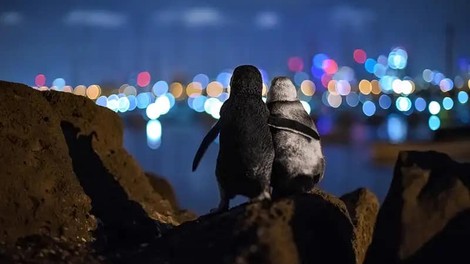 Ganljiva fotografija objetih pingvinov: Vsak potrebuje oporo!