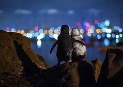 Ganljiva fotografija objetih pingvinov: Vsak potrebuje oporo!