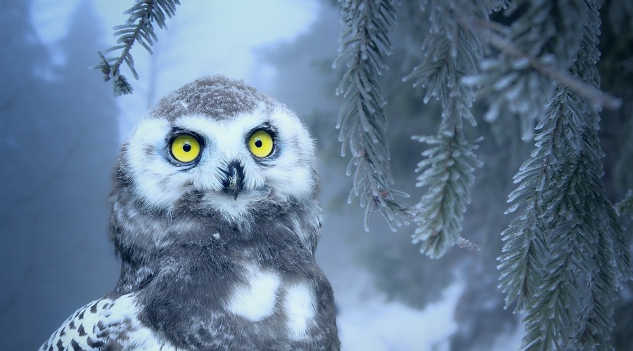 To so pomembni astrološki datumi v JANUARJU (foto: pixabay)