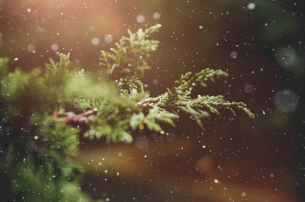 Tedenski horoskop od 4. do 10. 1. 2021 (foto: pexels)