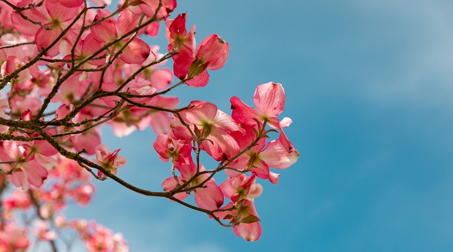 Kitajski horoskop od 22. do 28. 3. 2021 (foto: pixabay)