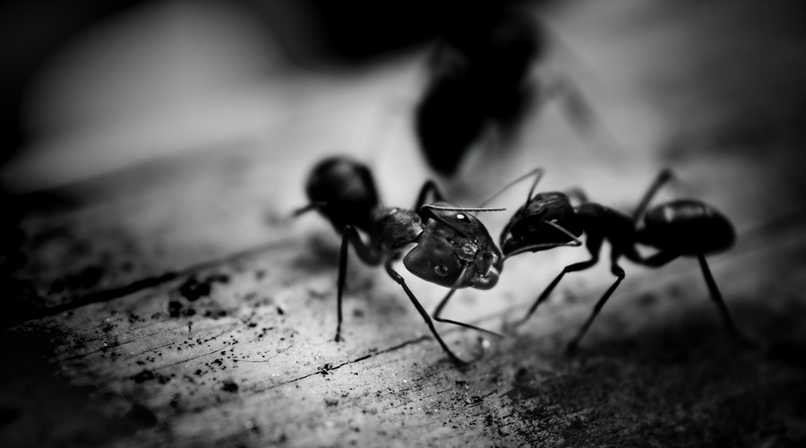 To vprašanje bi si morali zastaviti v današnji družbi (foto: pexels)
