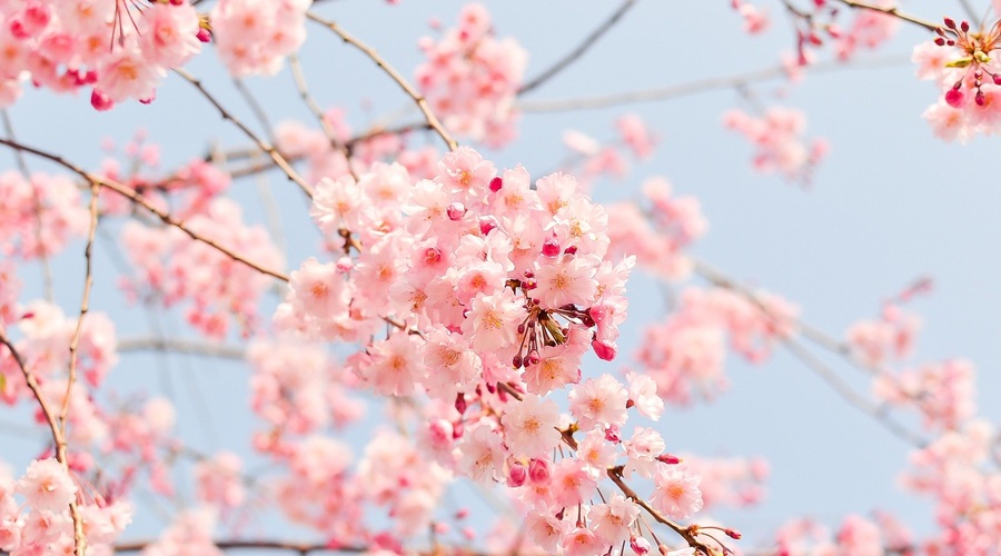 Kitajski horoskop od 5. do 11.4. 2021 (foto: pixabay)