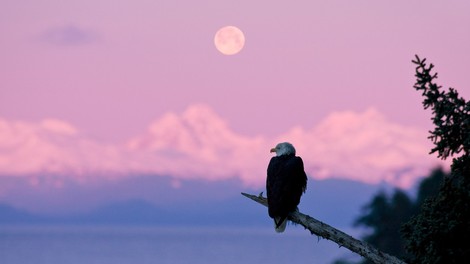 Kaj prinaša aprilska rožnata SUPER luna?