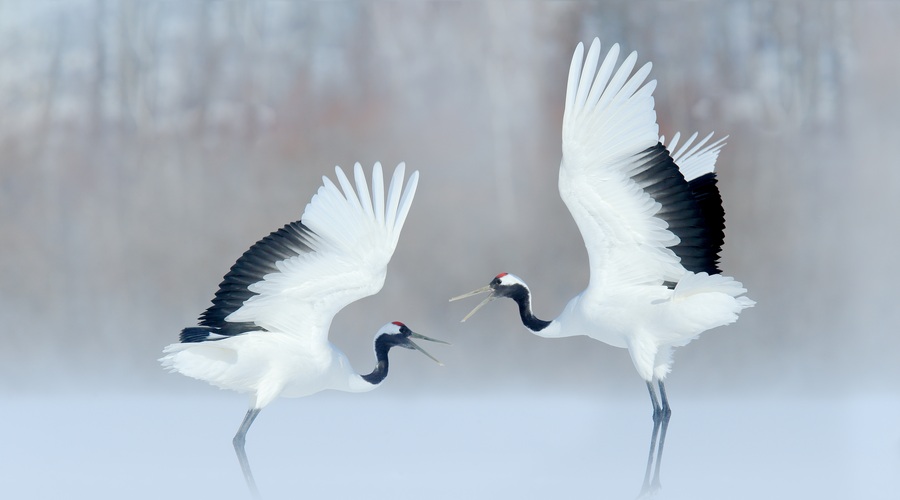 Kitajski horoskop od 3. do 9. 5. 2021 (foto: shutterstock)