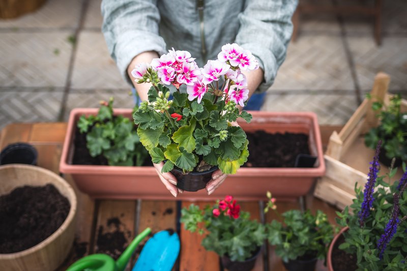 PELARGONIJA: nasveti, kako pripraviti korita, da bodo cvetlice čudovite (foto: shutterstock)