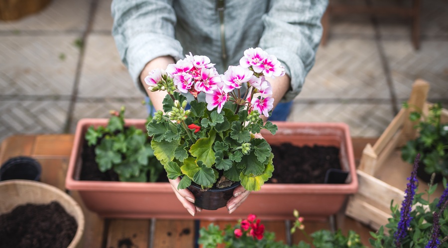 PELARGONIJA: nasveti, kako pripraviti korita, da bodo cvetlice čudovite (foto: shutterstock)
