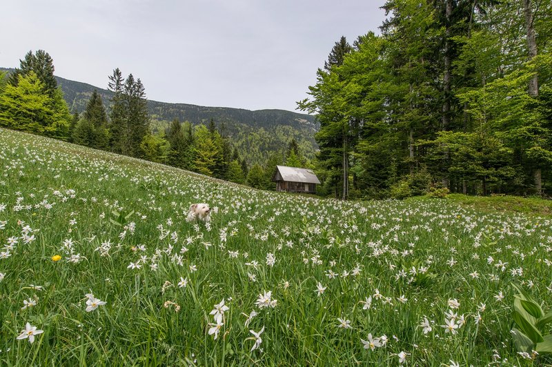 Ideja za eko izlet: Na Golico med cvetoče NARCISE (foto: Aleš Krivec)