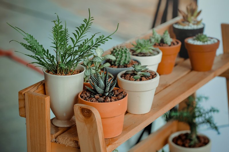 Kako lahko sobne rastline vplivajo na vaše duševno zdravje? (foto: pexels)