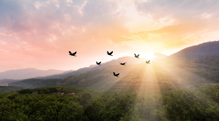Kitajski horoskop od 7.6. do 13. 6. 2021 (foto: shutterstock)