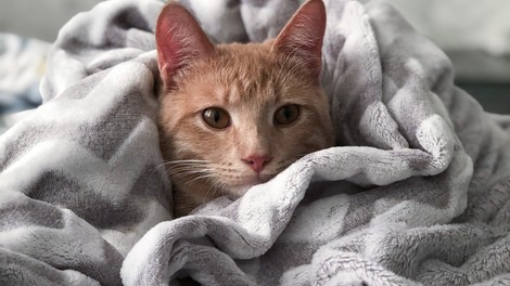 20 znakov, da ste zelo podobni mački