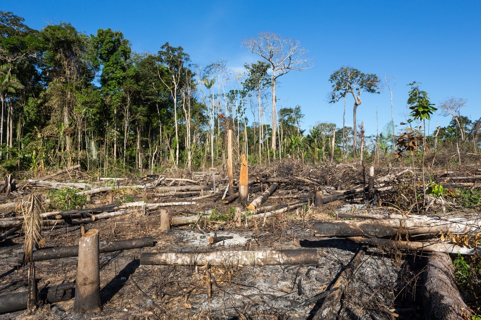 Amazonska džungla, Brazilija: Pljuča sveta gorijo, da bi pridobili nove pašne površine.