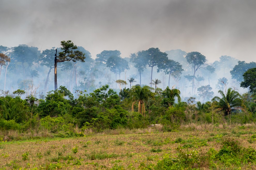 Amazonska džungla, Brazilija: Pljuča sveta gorijo, da bi pridobili nove pašne površine.
