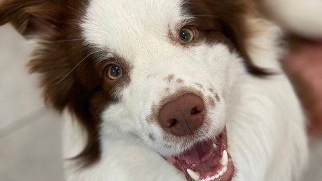 Pasji prijatelji so bitja polna razložljivih (in nerazložljivih) skrivnosti