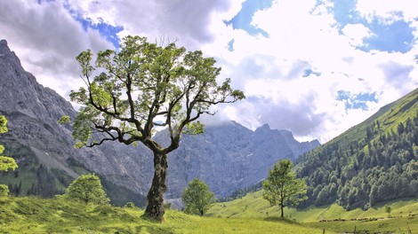 Keltski horoskop: Katero drevo ste?