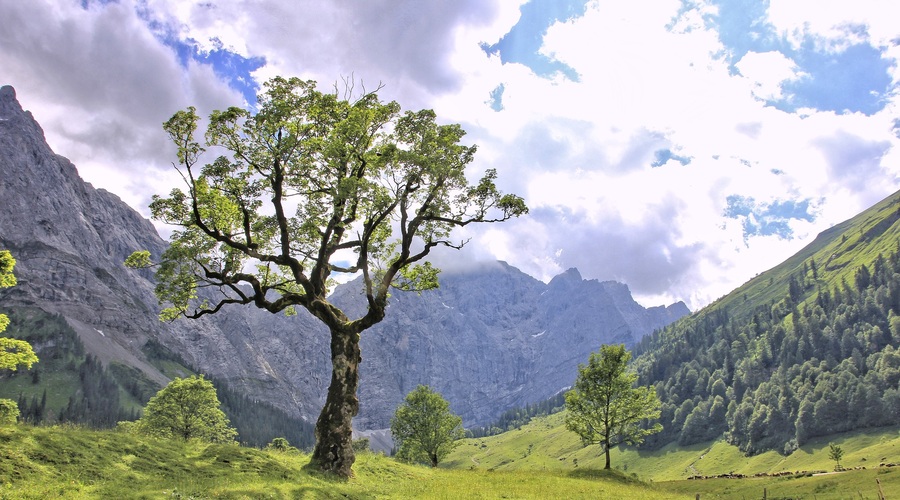Keltski horoskop: Katero drevo ste? (foto: pixabay)