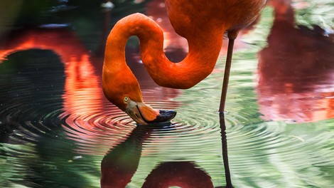 Sporočilo flaminga: Zaupajte duši in ne obsojajte na videz nerešljive okoliščine