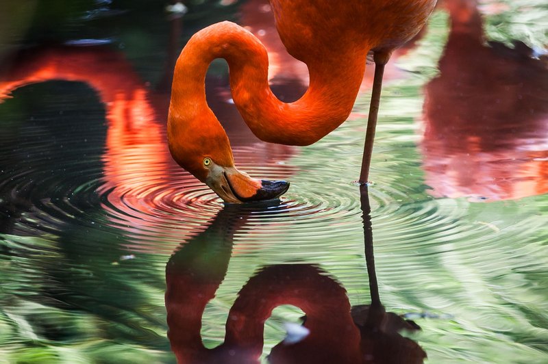 Sporočilo flaminga: Zaupajte duši in ne obsojajte na videz nerešljive okoliščine (foto: pixabay)