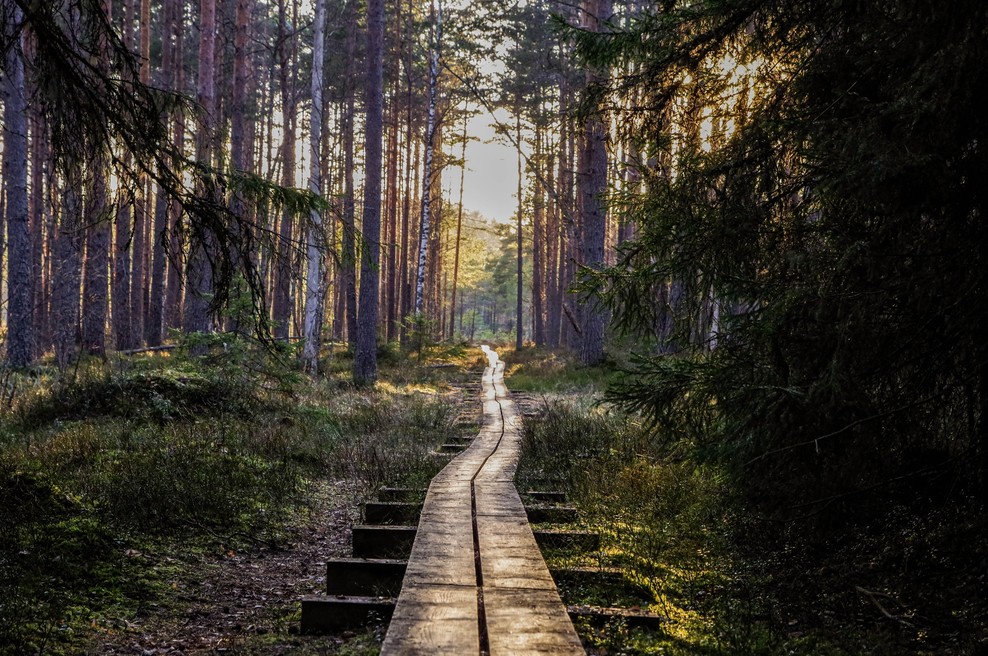 Zdaj je čas, da storimo korenit korak naprej v mogočno spremembo (foto: pexels)