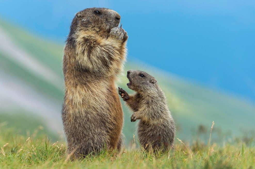 Film Divja Slovenija odstira osupljive podrobnosti iz živalskega sveta naše dežele (foto: profimedia)