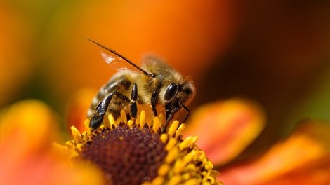 Vsi bi se lahko kaj naučili od čebel