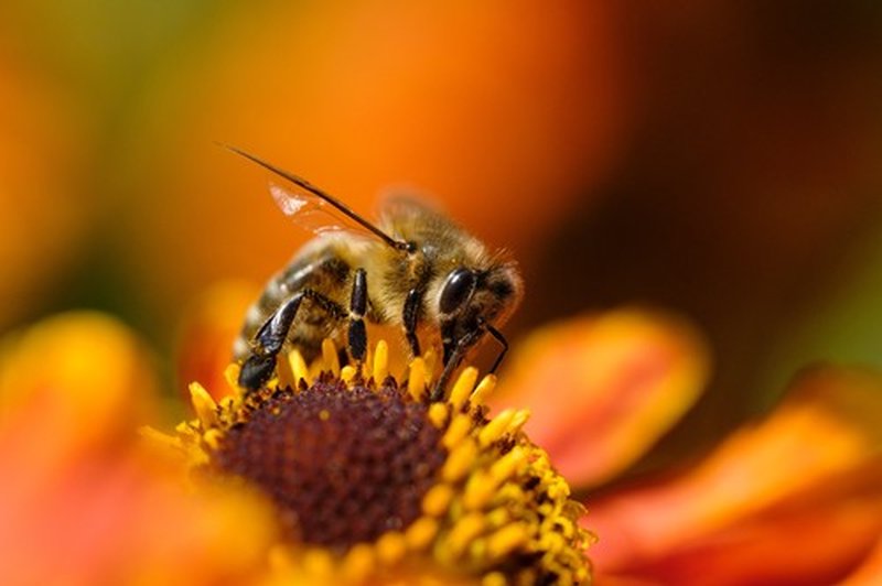 Vsi bi se lahko kaj naučili od čebel (foto: profimedia)