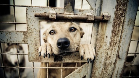 Noče zapustiti zavetišča za živali v Ukrajini: "Raje bi raje umrl, kot da bi jih zapustil."