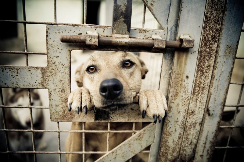 Noče zapustiti zavetišča za živali v Ukrajini: "Raje bi raje umrl, kot da bi jih zapustil." (foto: profimedia)