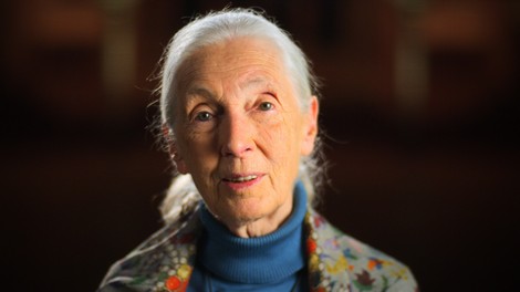 Jane Goodall: Čajna žlička prsti vsebuje več mikrobov, kot je ljudi na svetu
