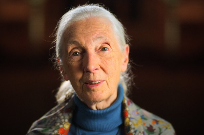 Jane Goodall: Čajna žlička prsti vsebuje več mikrobov, kot je ljudi na svetu (foto: Profimedia)