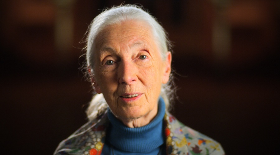 Jane Goodall: Čajna žlička prsti vsebuje več mikrobov, kot je ljudi na svetu (foto: Profimedia)