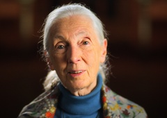Jane Goodall: Čajna žlička prsti vsebuje več mikrobov, kot je ljudi na svetu