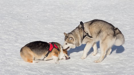 GANLJIVA ZGODBA o dveh pasjih prijateljih, ki sta postala zvezdi Instagrama