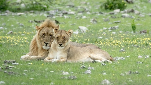 DUŠI DVOJČICI sta kot lev in levinja (foto: profimedia)