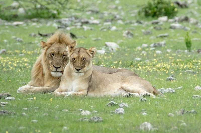 DUŠI DVOJČICI sta kot lev in levinja (foto: profimedia)