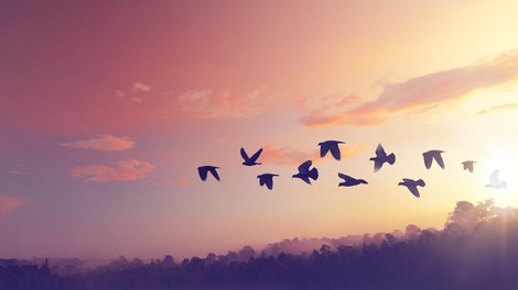 Neverjetne ptičje formacije - sporočilo človeštvu