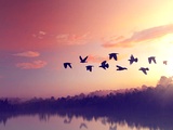 Neverjetne ptičje formacije - sporočilo človeštvu