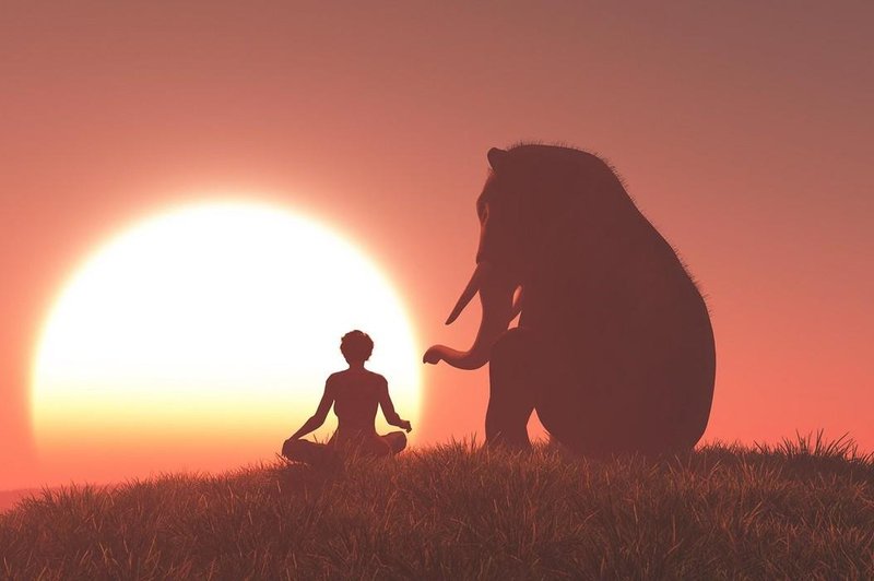 Navdihujoča zgodba o slonu, ki daje upanje (Jorge Bucay) (foto: profimedia)