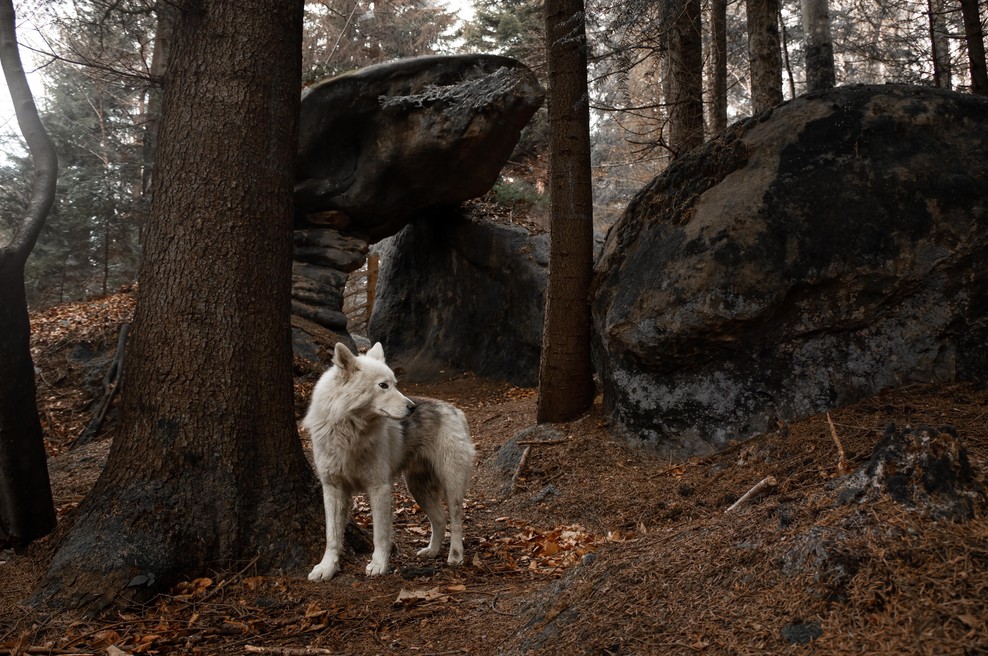 Sporočilo živalskih vodnikov na predvečer PORTALA 11 11 (foto: shutterstock)