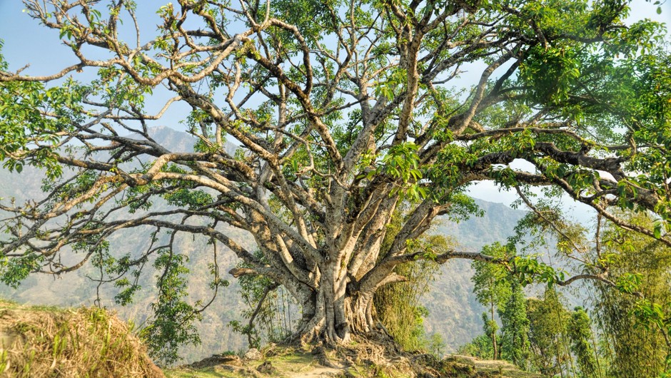 To so najstarejša drevesa na svetu! Poglejte si, kako impresivna so! (foto: profimedia)