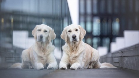 Psička je ustavila promet, ko je njena skrbnica doživela napad