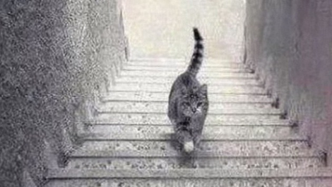Psihološki test: Hodi mačka dol ali gor po stopnicah?