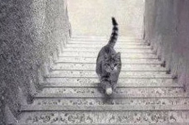 Psihološki test: Hodi mačka dol ali gor po stopnicah? (foto: Facebook/NBS Television)