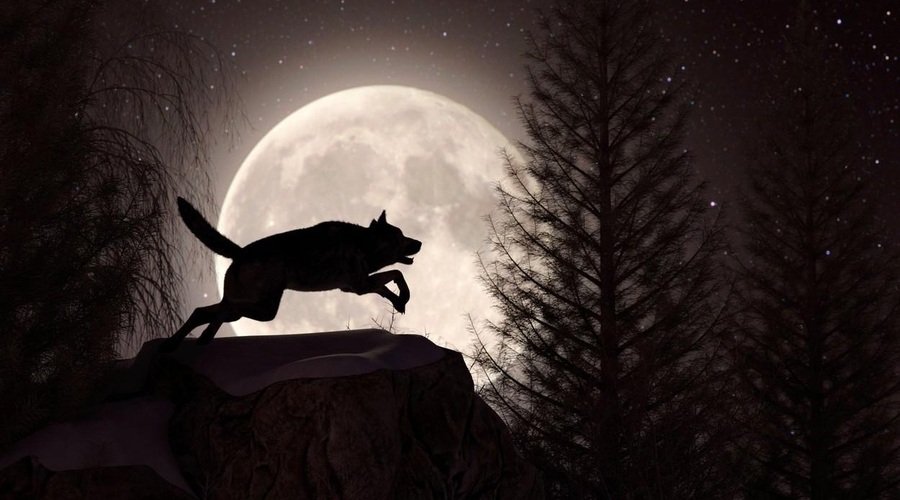 Kako bo volčja polna luna vplivala na vaše znamenje? (foto: profimedia)