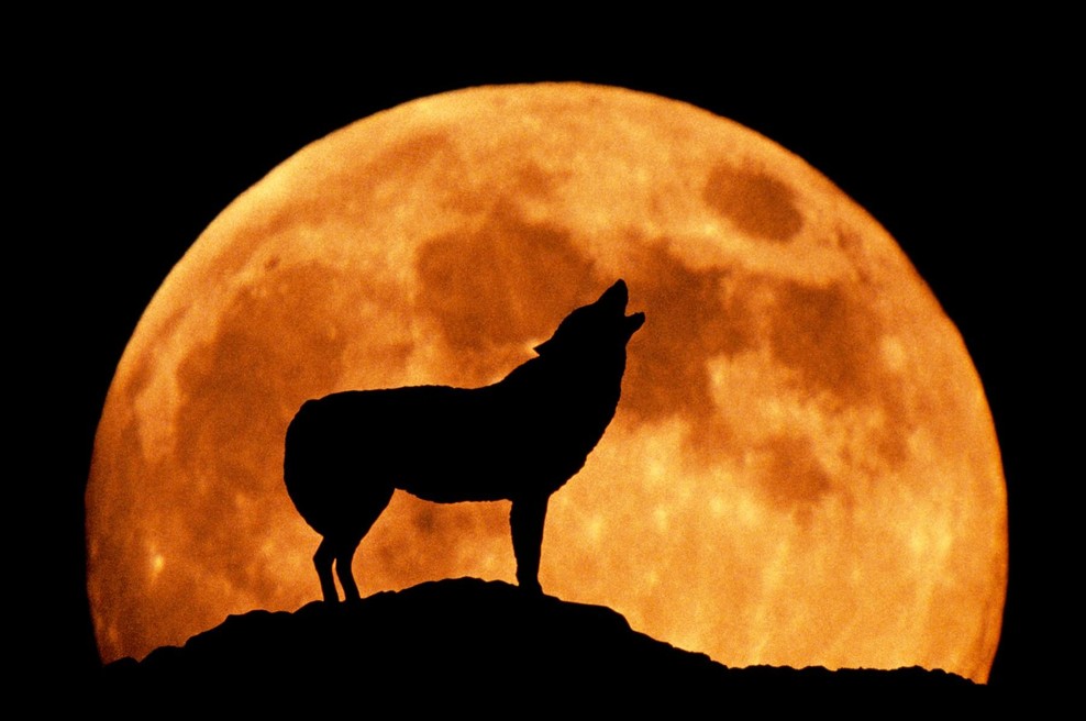 Kaj početi in čemu se izogibati v času volčje POLNE LUNE? (foto: Profimedia)